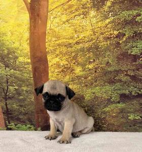 Pug