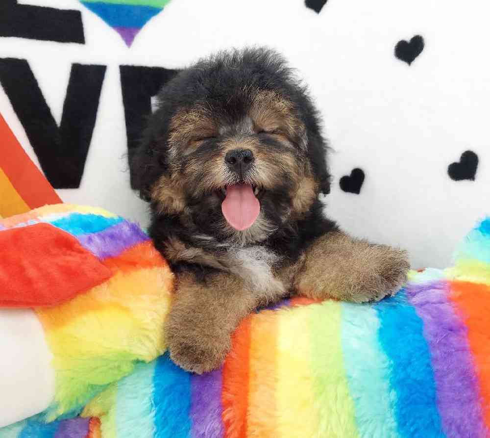 Female Morkiepoo Puppy for sale