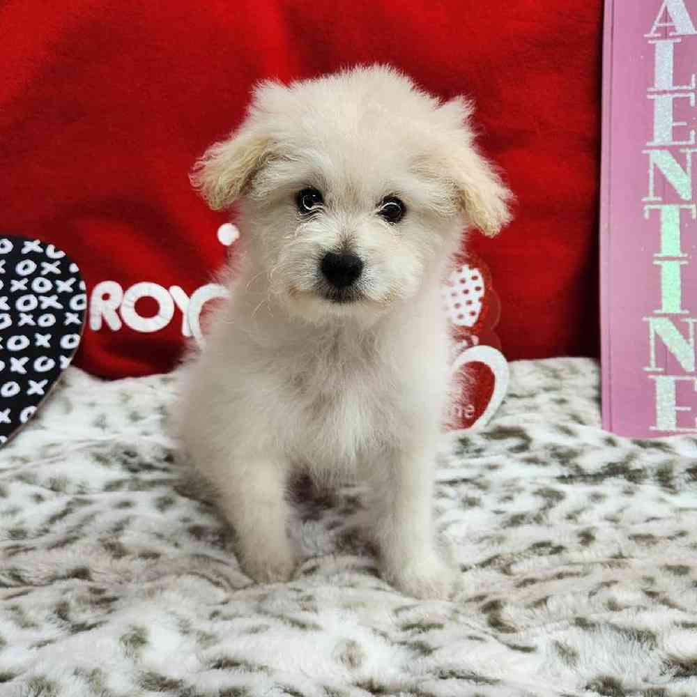 Male Pompoo Puppy for Sale in Virginia Beach, VA