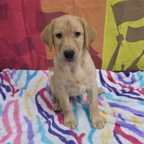 Labrador Retriever