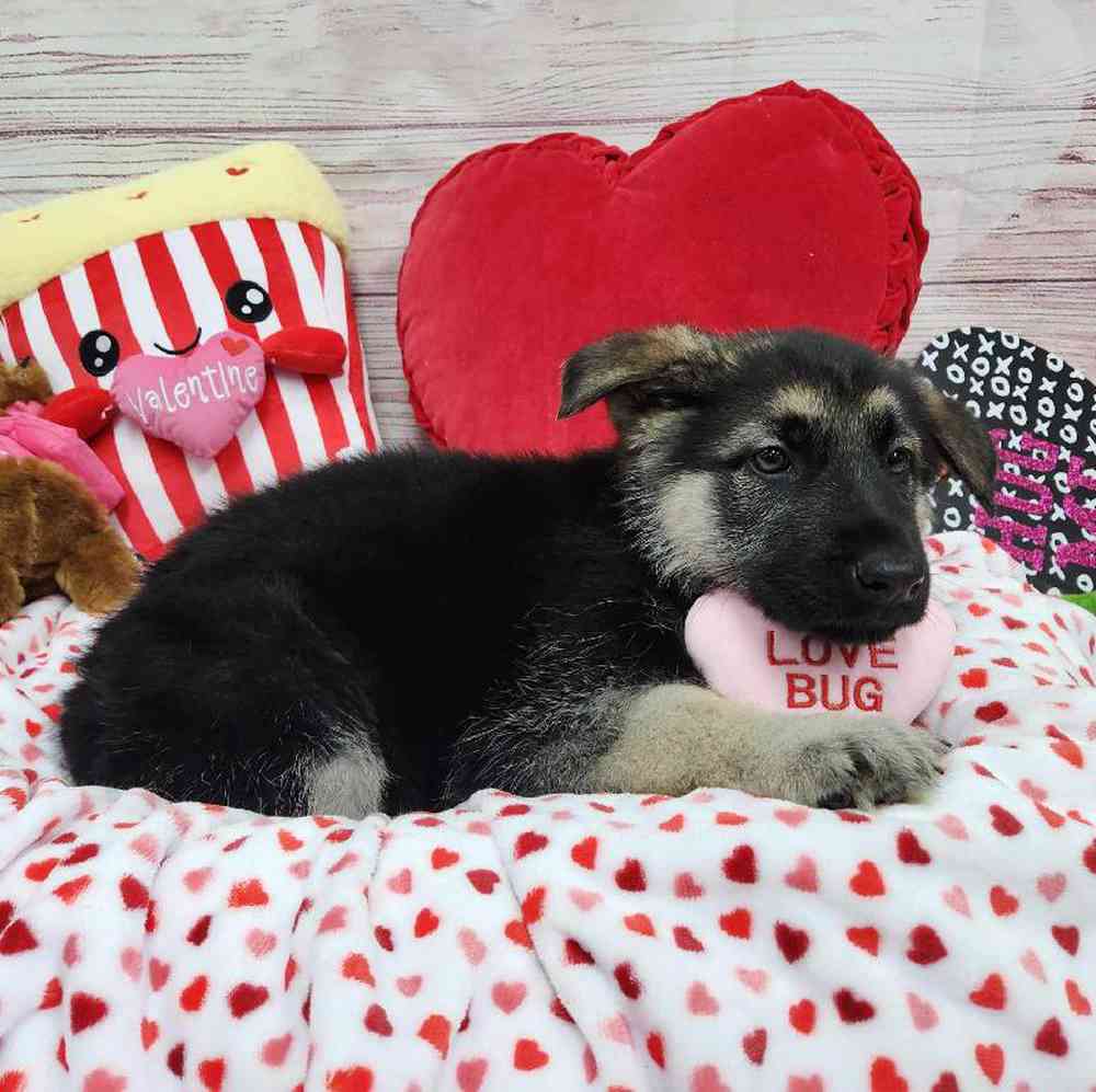 Male German Shepherd Puppy for Sale in Virginia Beach, VA