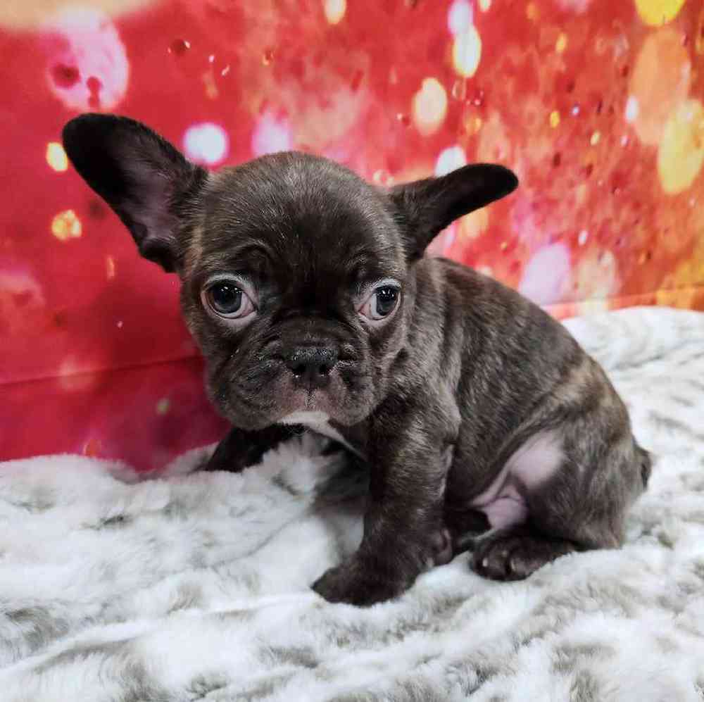 Male French Bulldog Puppy for Sale in Virginia Beach, VA