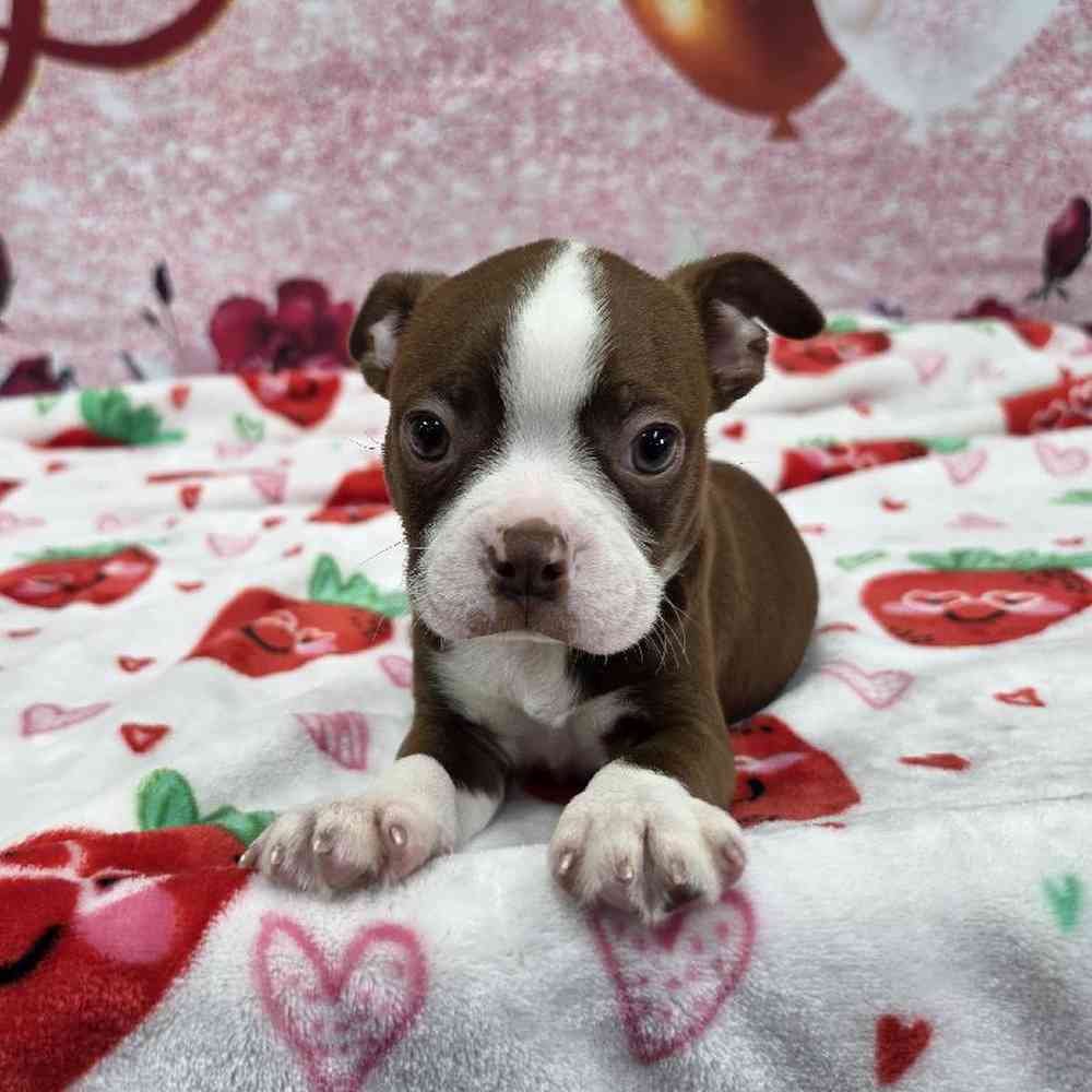 Male Boston Terrier Puppy for Sale in Virginia Beach, VA