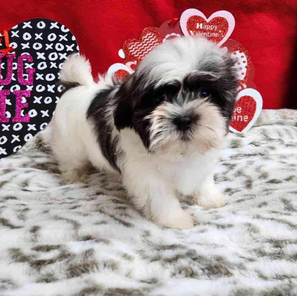 Male Shih Tzu Puppy for Sale in Virginia Beach, VA