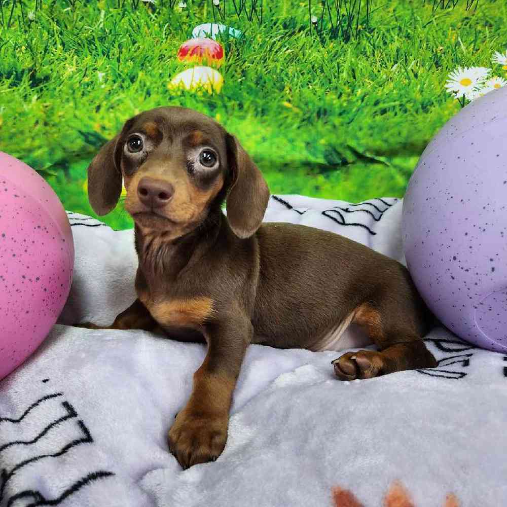 Male Dachshund Puppy for Sale in Virginia Beach, VA