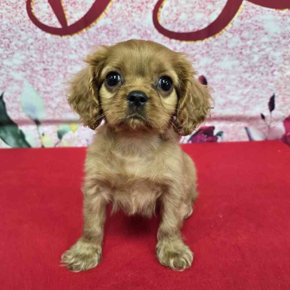 Male Cavalier King Charles Spaniel Puppy for Sale in Virginia Beach, VA