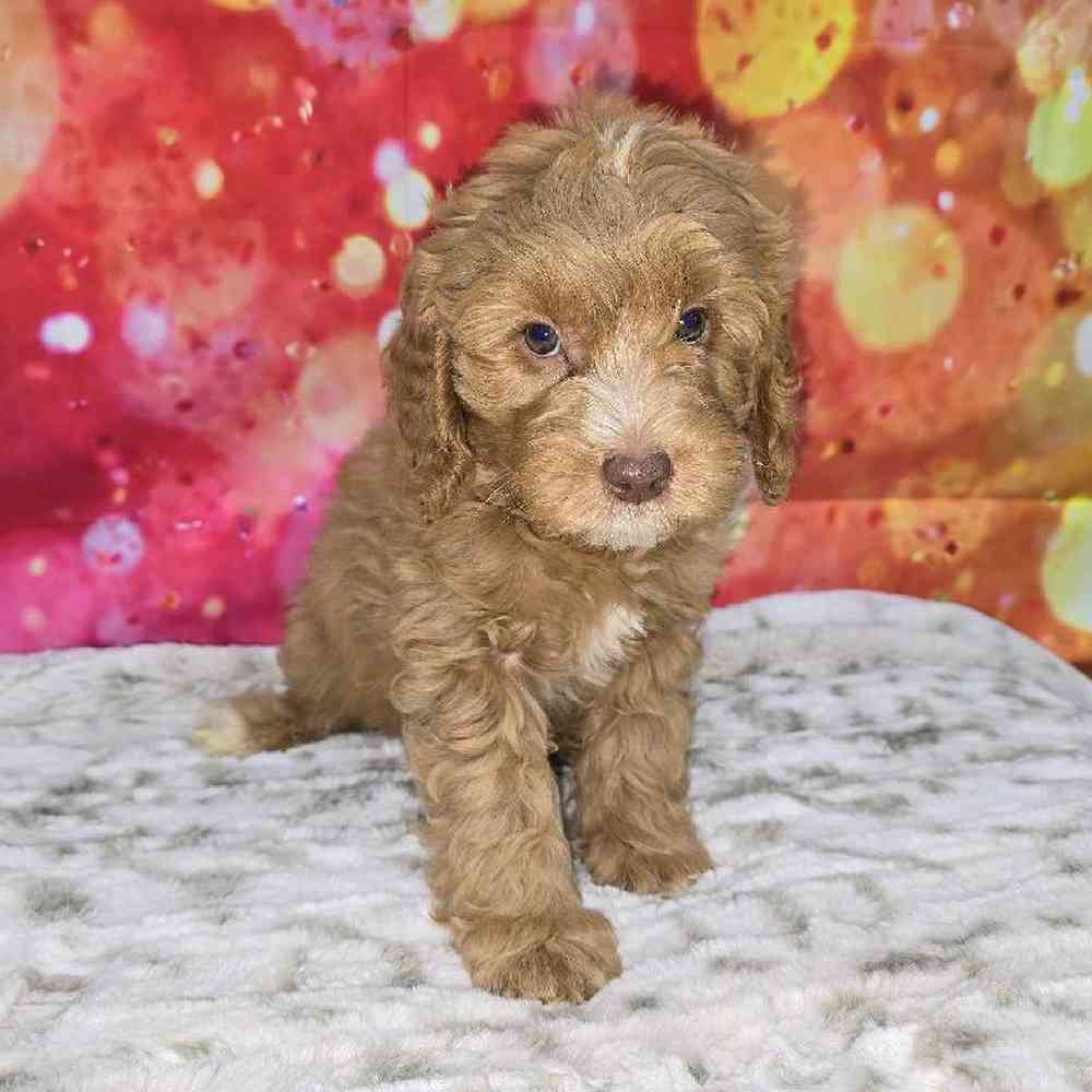 Male Mini Goldendoodle Puppy for Sale in Virginia Beach, VA