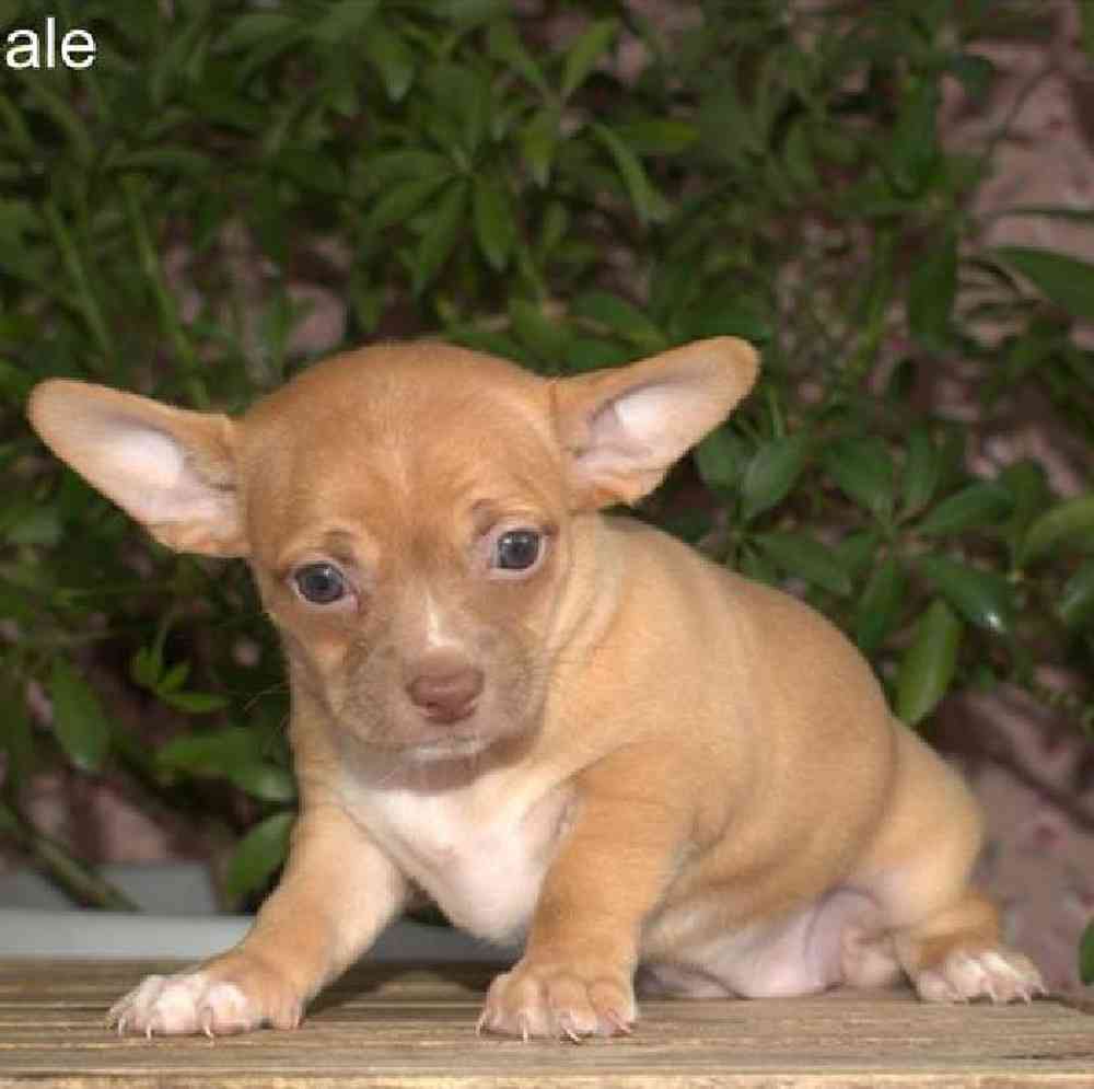 Female Chihuahua Puppy for Sale in Virginia Beach, VA