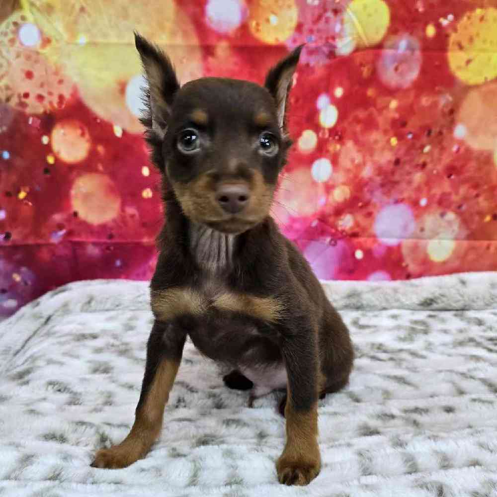 Male Min Pin Puppy for Sale in Virginia Beach, VA