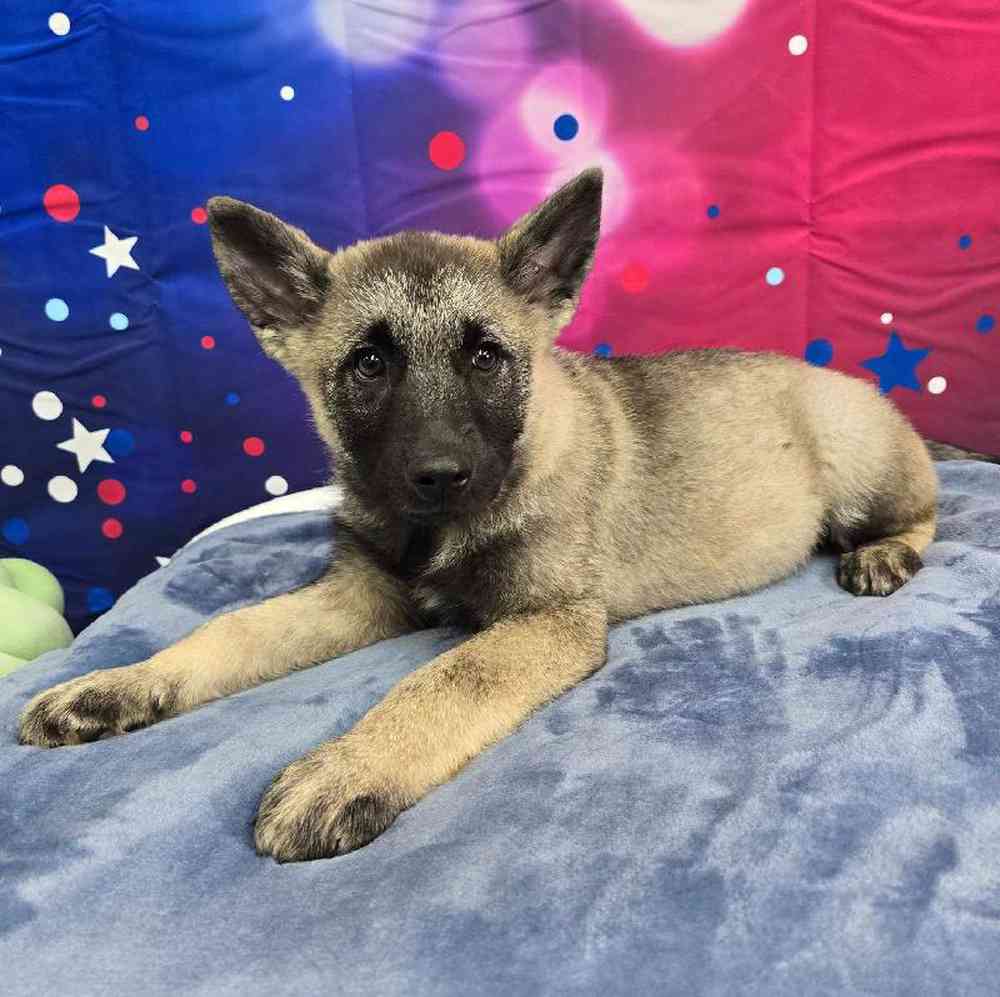 Male Norwegian Elkhound Puppy for Sale in Virginia Beach, VA