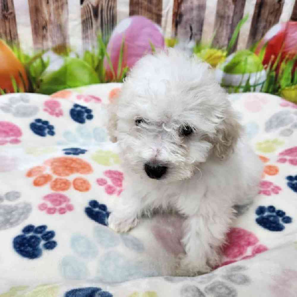 Male Bichonpoo Puppy for Sale in Virginia Beach, VA