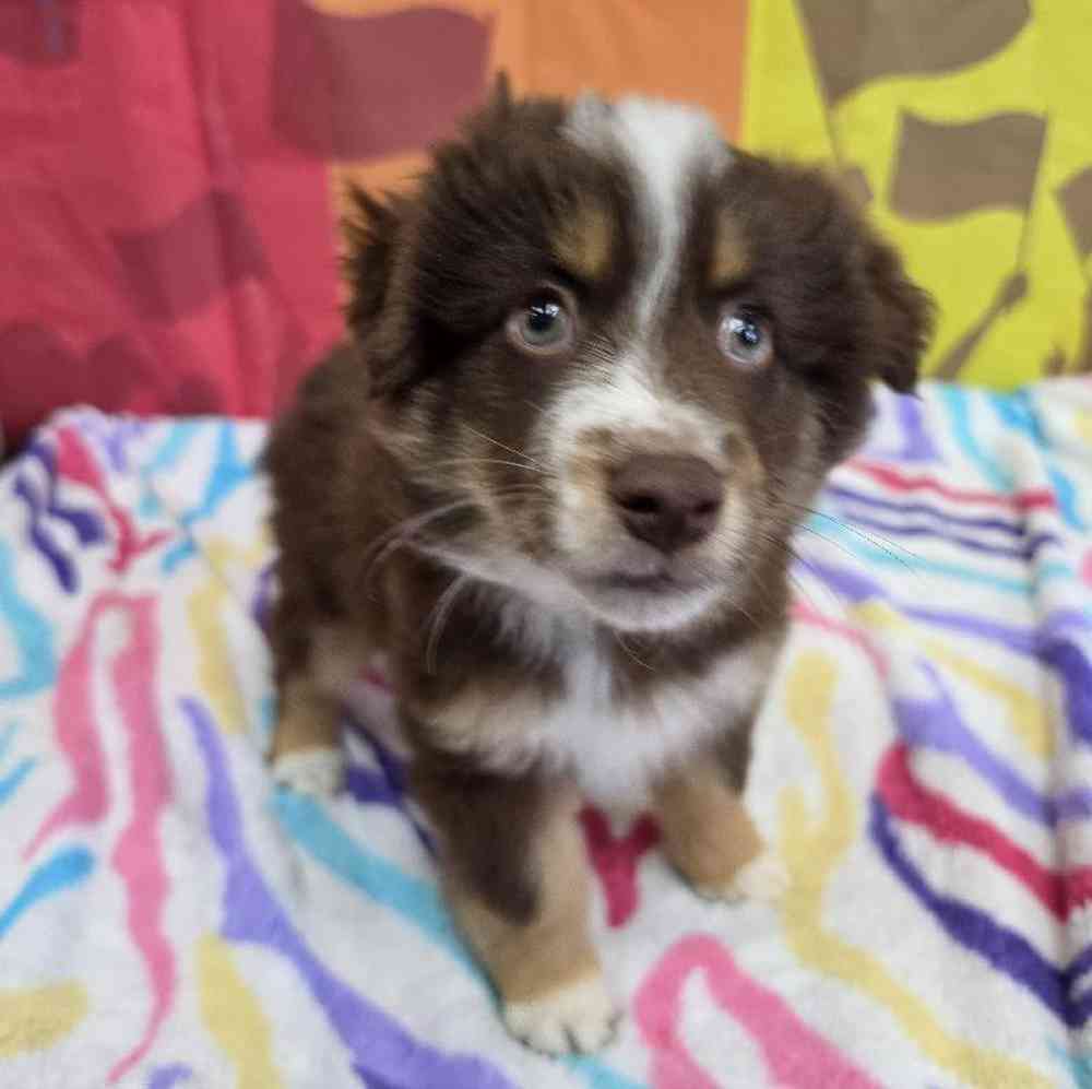 Male Australian Shepherd Puppy for Sale in Virginia Beach, VA