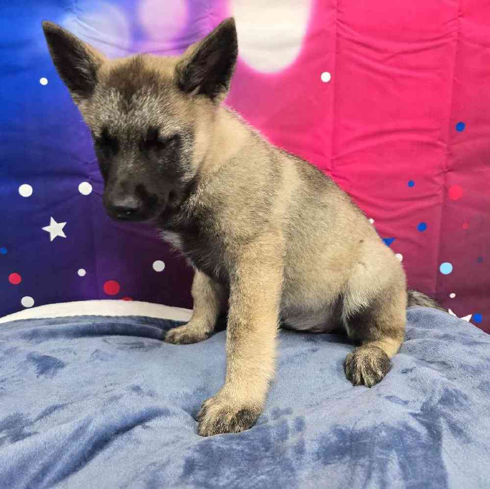 Male Norwegian Elkhound Puppy for Sale in Virginia Beach, VA