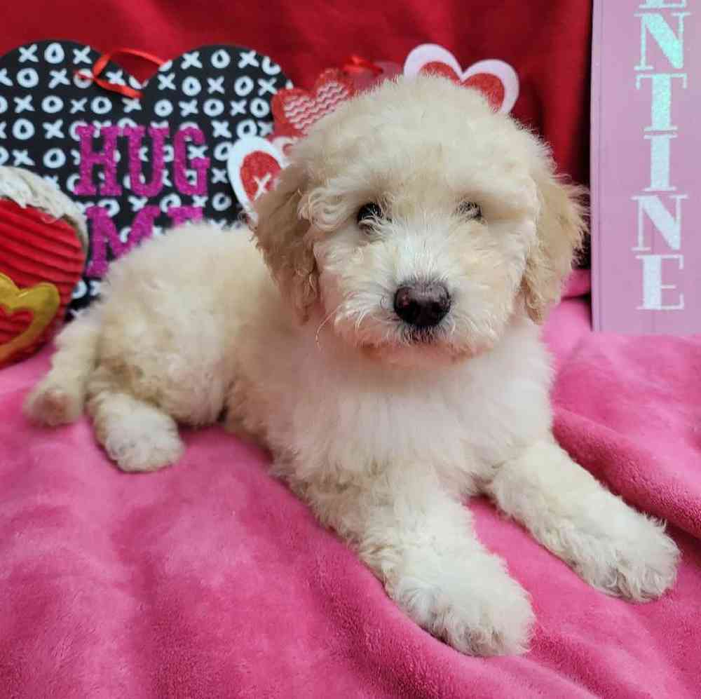 Female Mini Sheepadoodle Puppy for Sale in Virginia Beach, VA