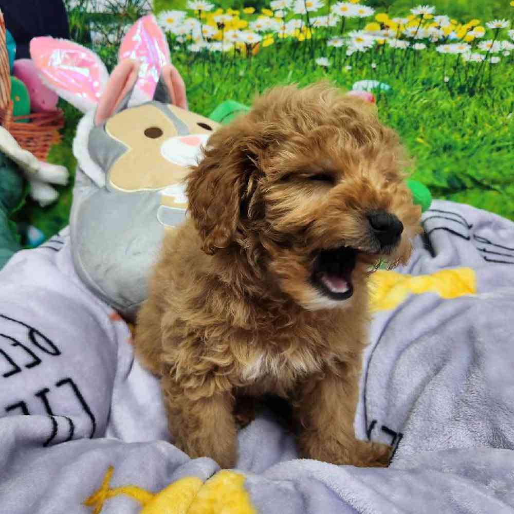 Male Mini Woodle Puppy for Sale in Virginia Beach, VA