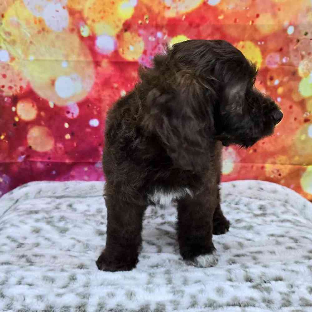 Female Cockapoo Puppy for Sale in Virginia Beach, VA