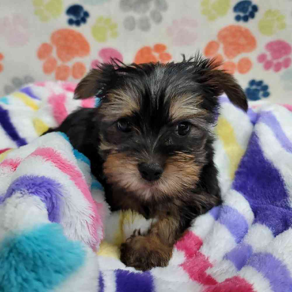 Male Morkie Puppy for Sale in Virginia Beach, VA