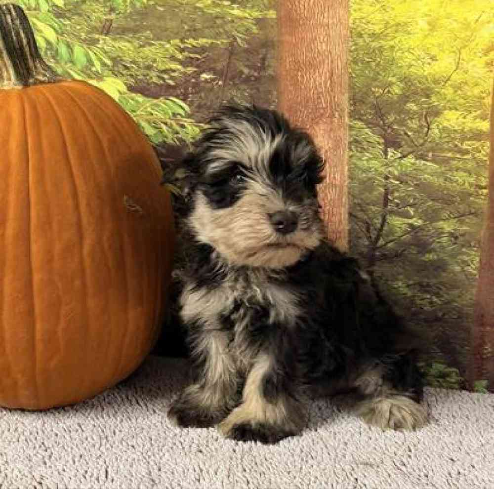 Image of a pet breed in the gallery