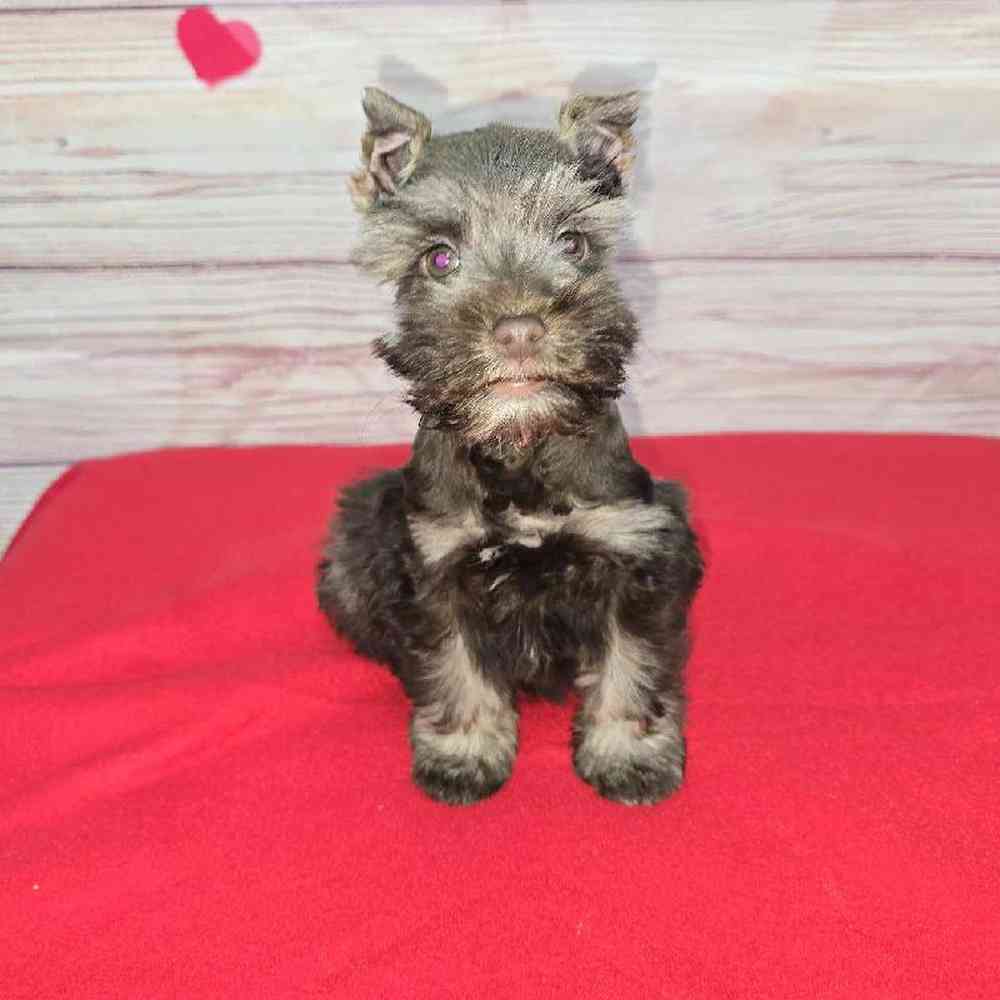 Female Mini Schnauzer Puppy for Sale in Virginia Beach, VA
