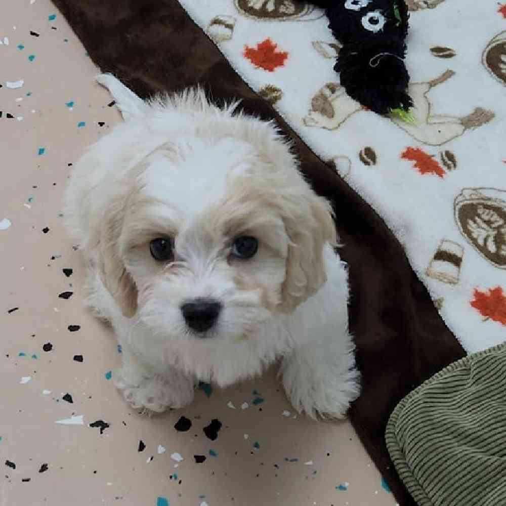Male Cavachon Puppy for Sale in Virginia Beach, VA