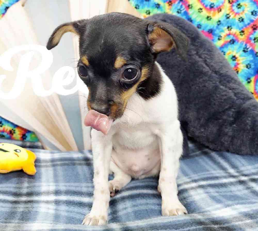 Male Rat Terrier Puppy for sale