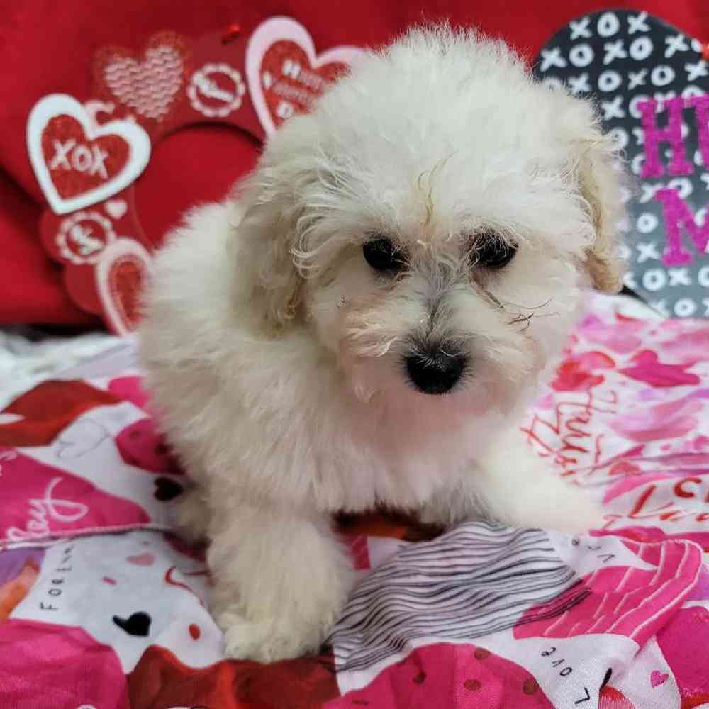 Female Mini Poodle Puppy for Sale in Virginia Beach, VA