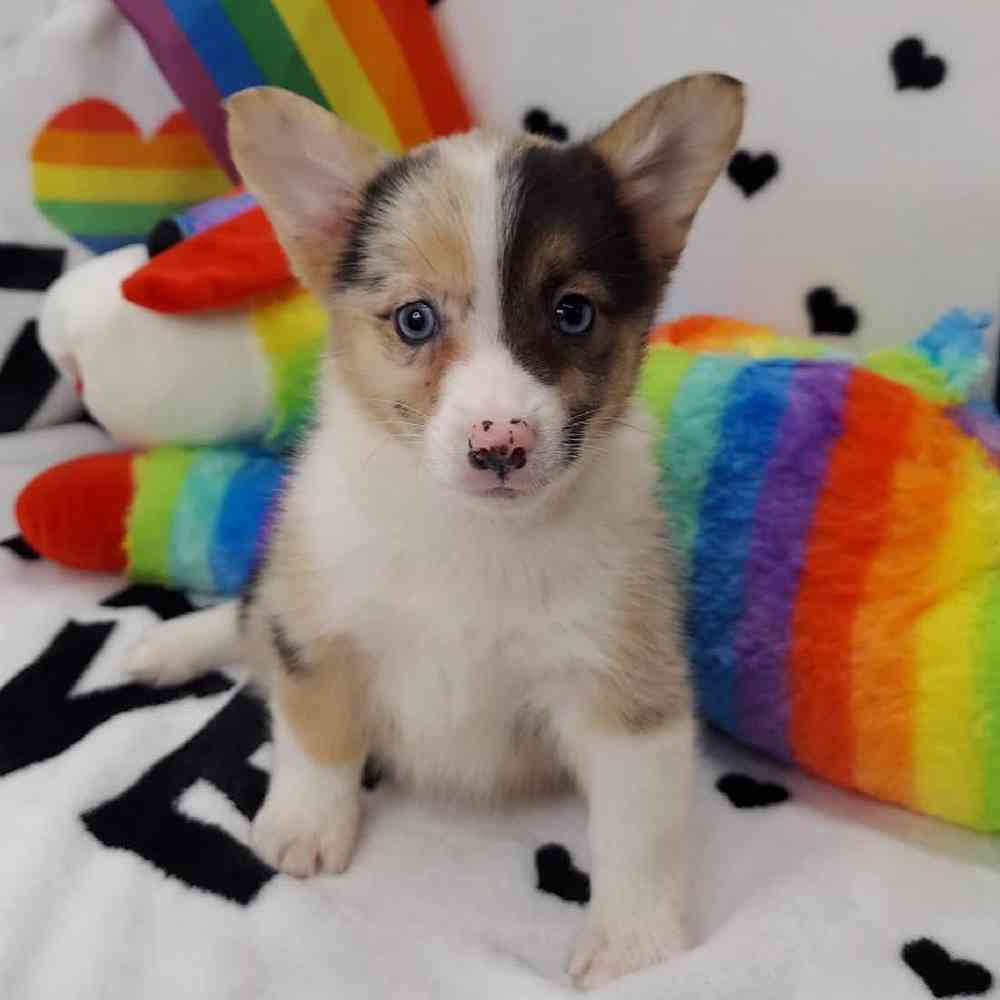 Female Mini Auggie Puppy for sale