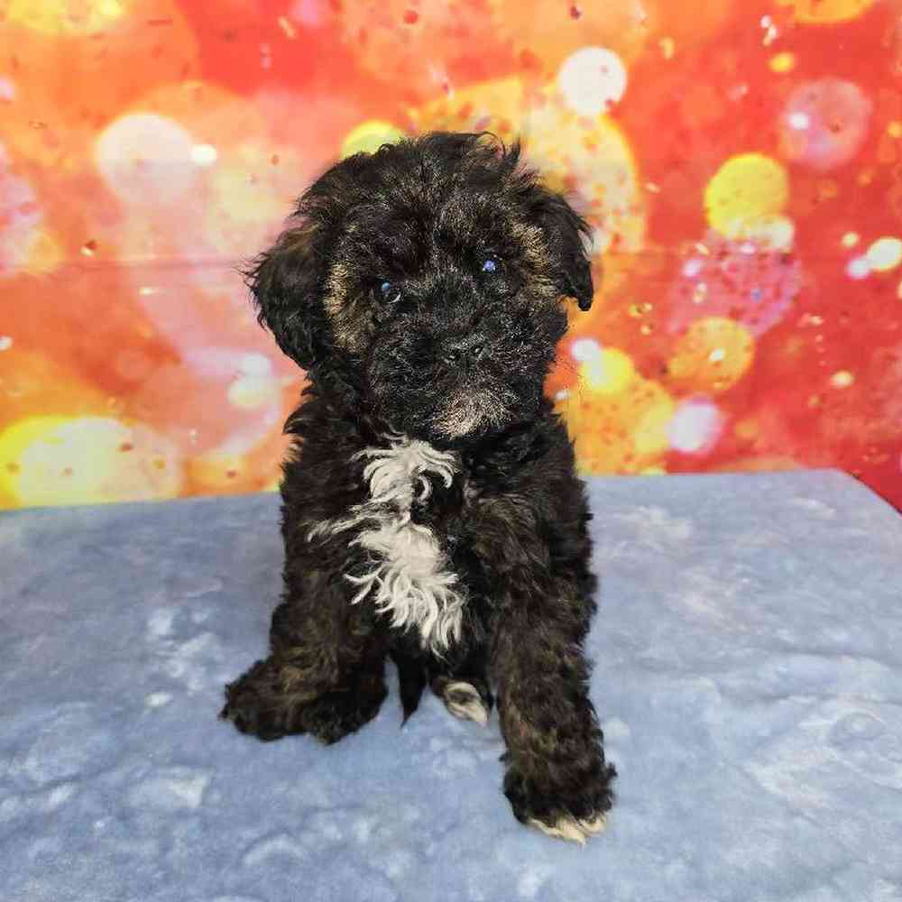 Female Schnoodle Puppy for Sale in Virginia Beach, VA