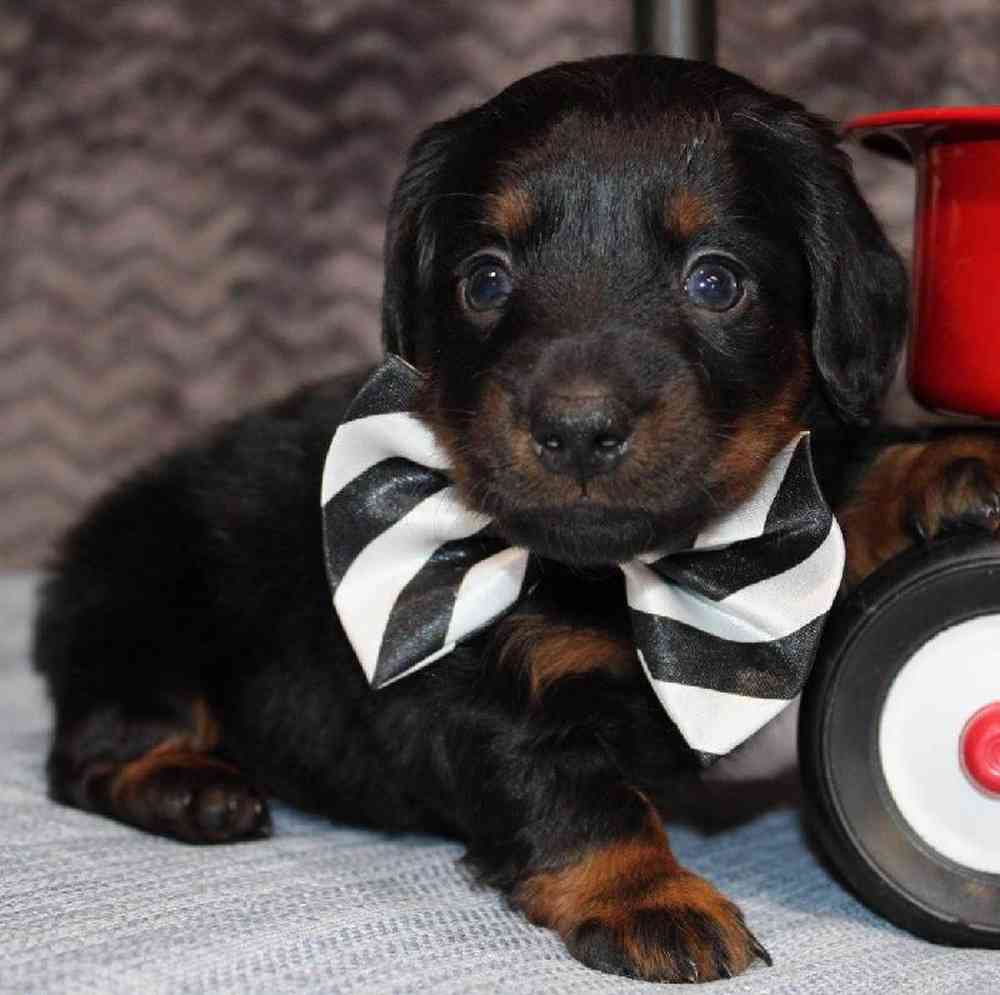 Male Dachshund Puppy for Sale in Virginia Beach, VA