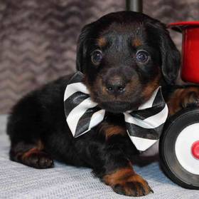 Dachshund