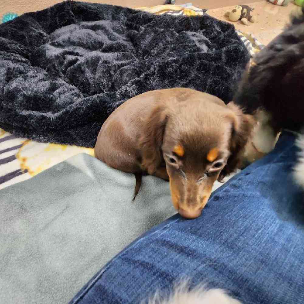 Female Dachshund Puppy for Sale in Virginia Beach, VA