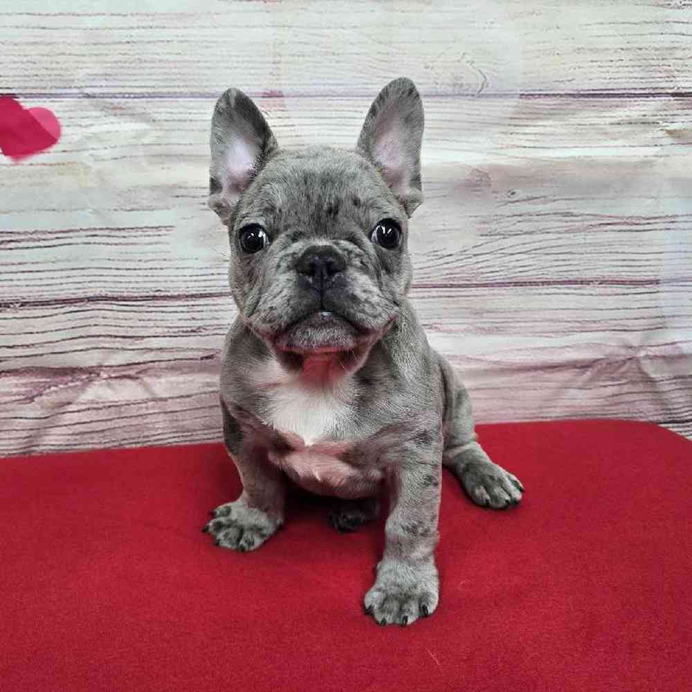 Male French Bulldog Puppy for Sale in Virginia Beach, VA