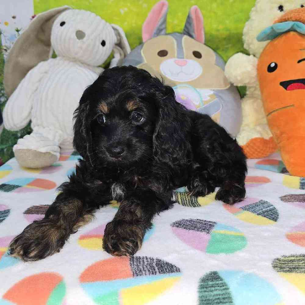 Female Cockapoo Puppy for Sale in Virginia Beach, VA