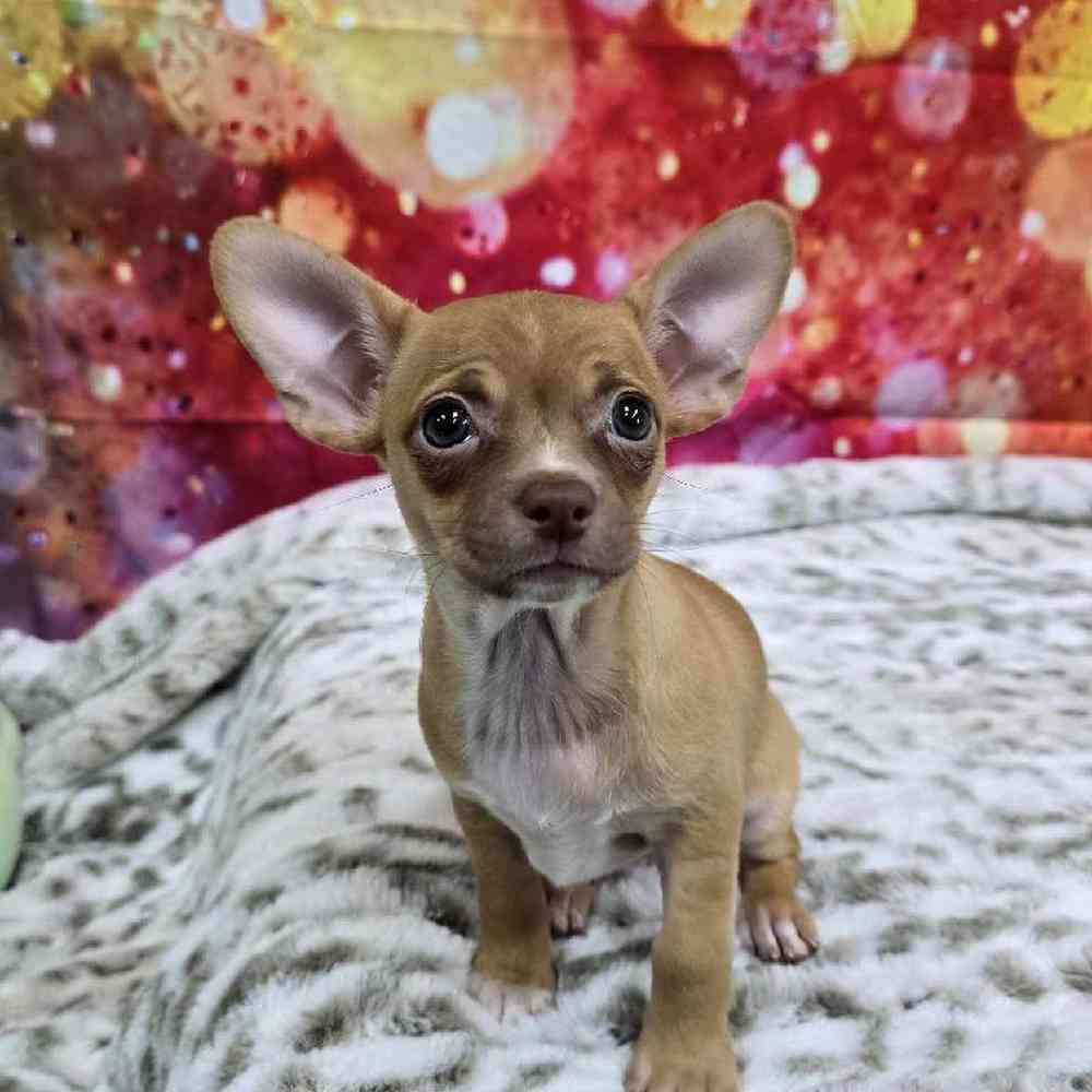 Female Chihuahua Puppy for Sale in Virginia Beach, VA