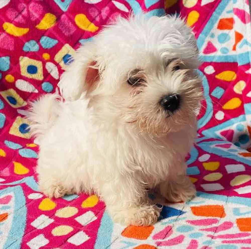 Male Maltese Puppy for Sale in Virginia Beach, VA
