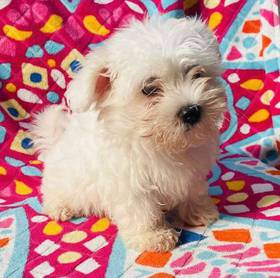 Maltese