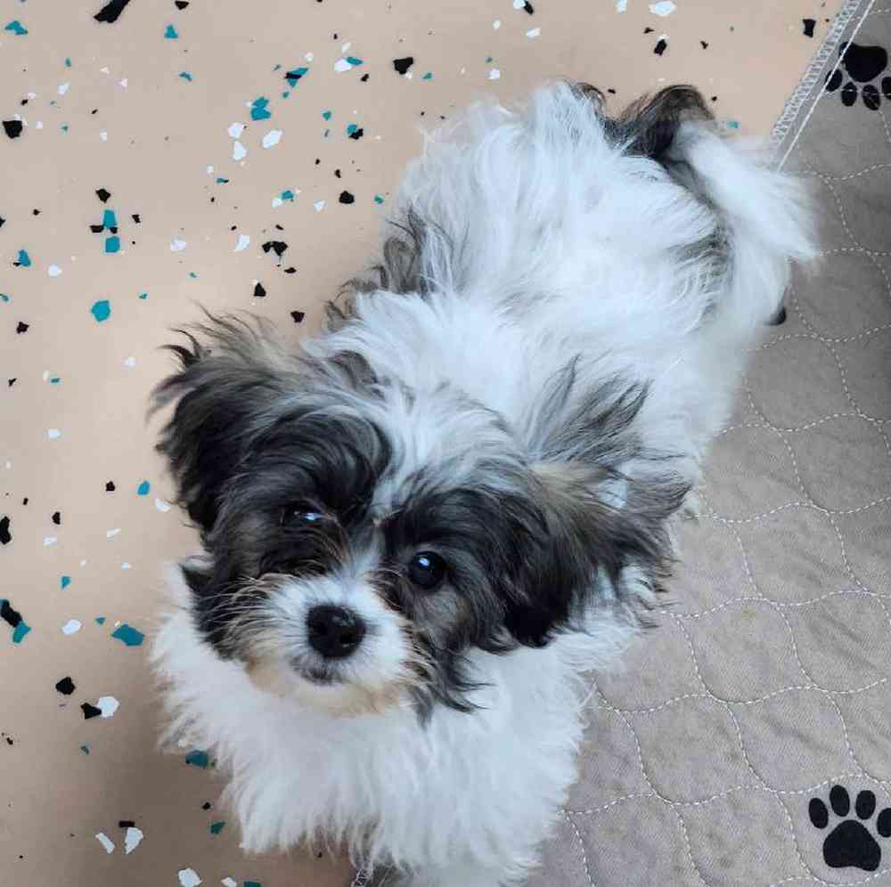Female Teddy Bear Puppy for Sale in Virginia Beach, VA