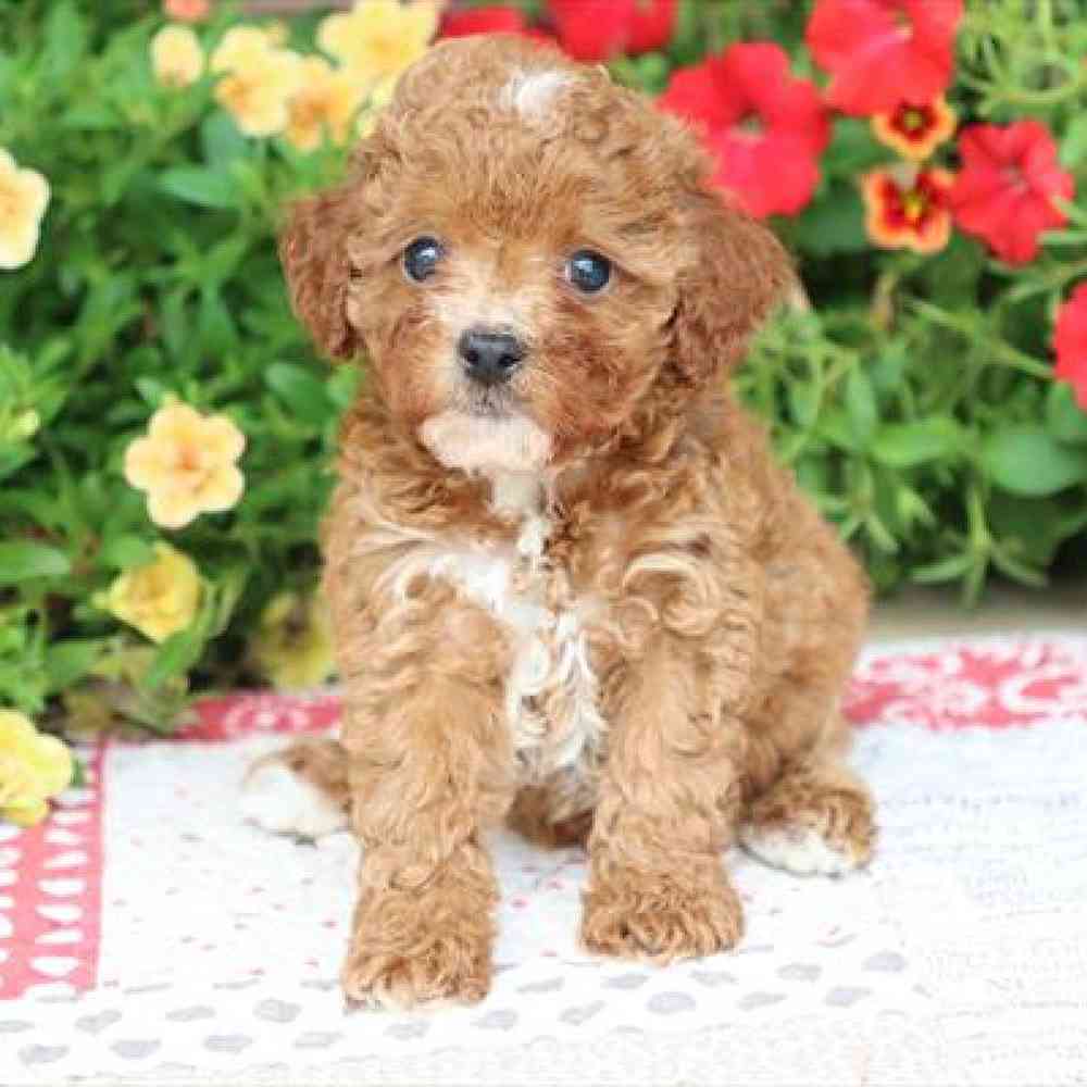 Female Cavapoo Puppy for Sale in Virginia Beach, VA