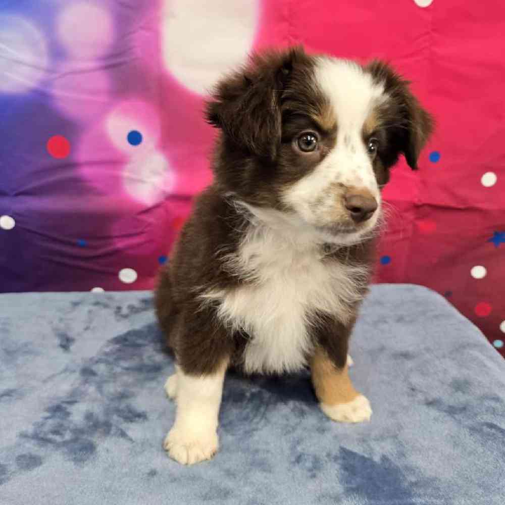 Female Mini Aussie Puppy for Sale in Virginia Beach, VA