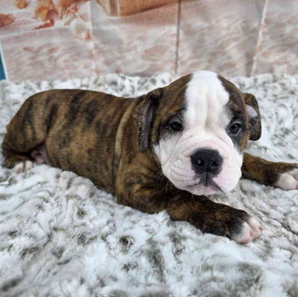Image of a pet breed in the gallery