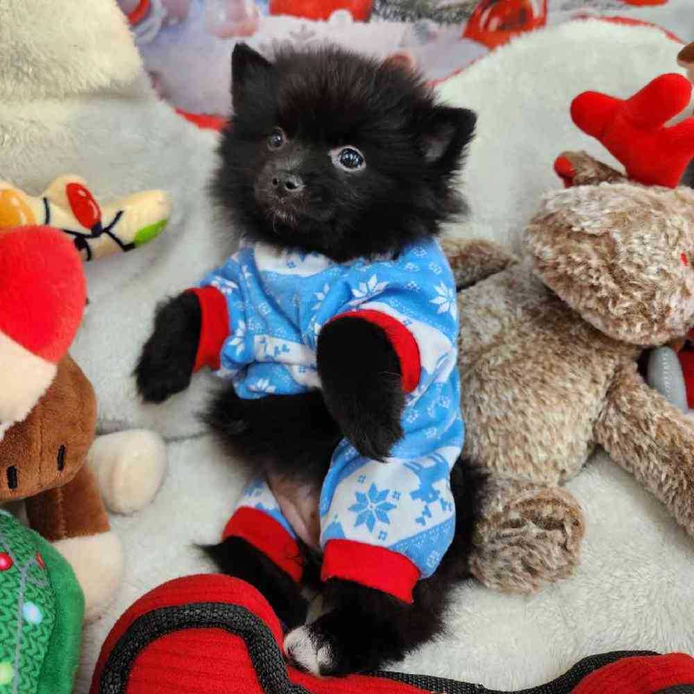 Female Pomeranian Puppy for Sale in Virginia Beach, VA