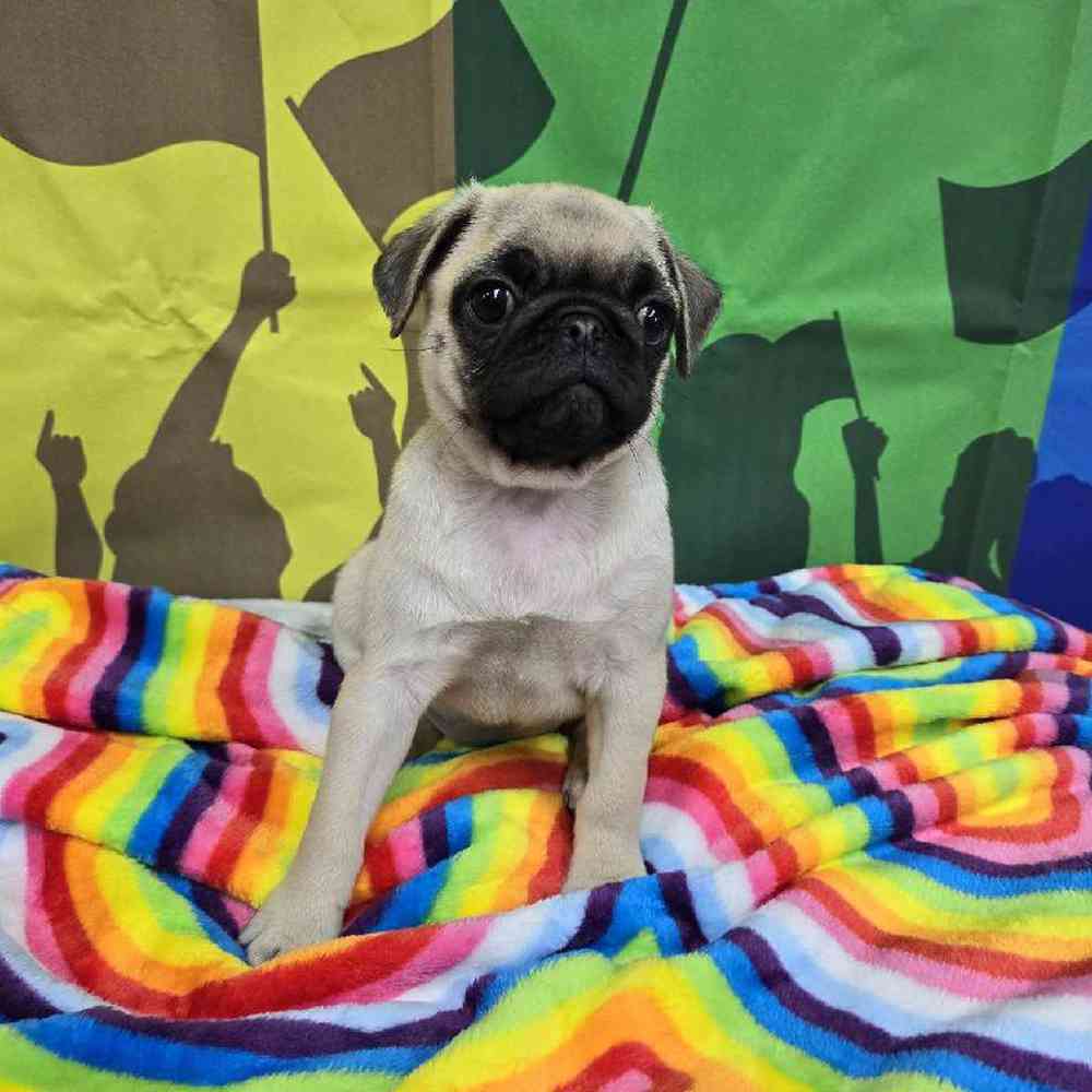 Female Pug Puppy for Sale in Virginia Beach, VA