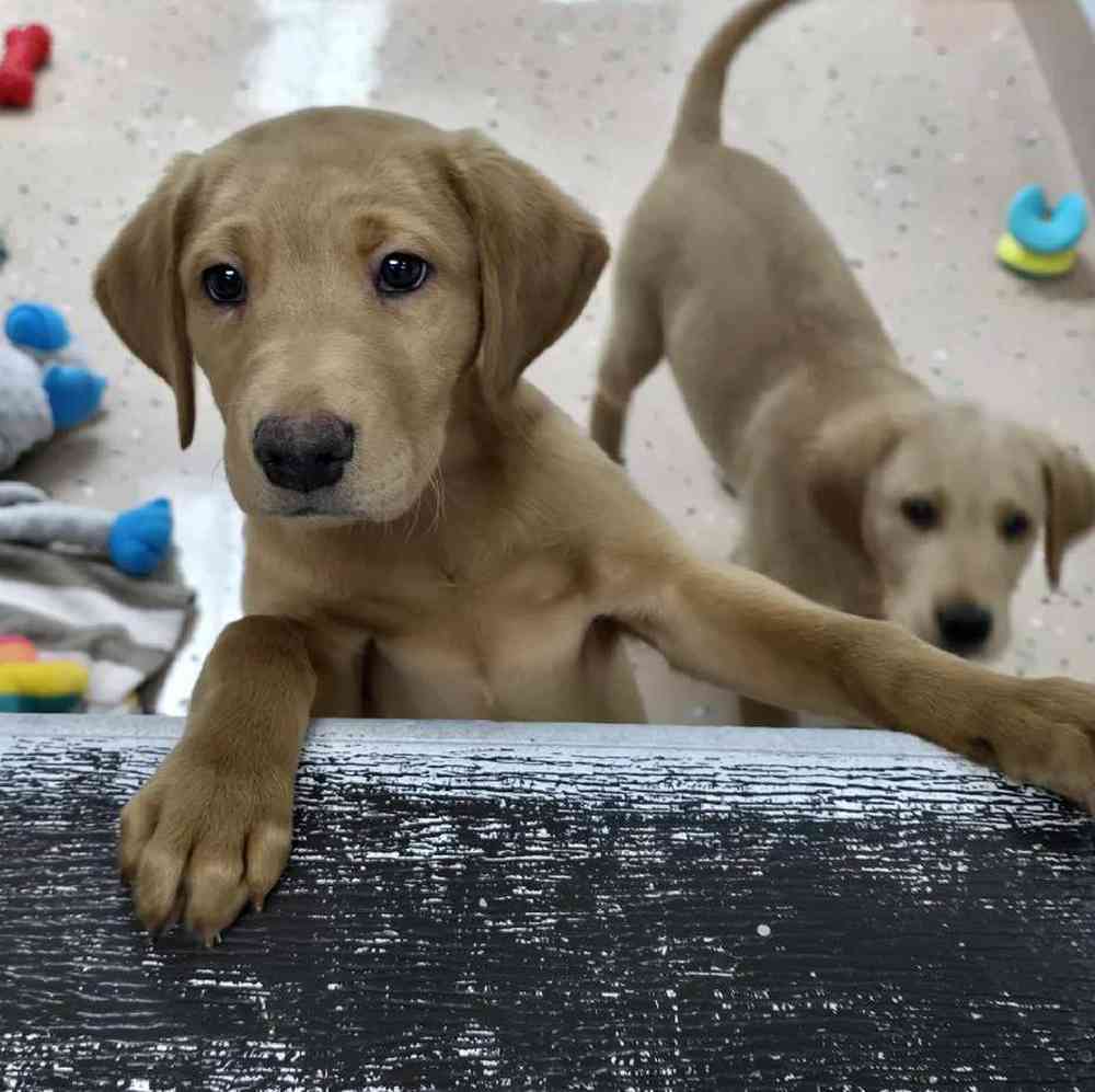 Male Labrador Retriever Puppy for Sale in Virginia Beach, VA