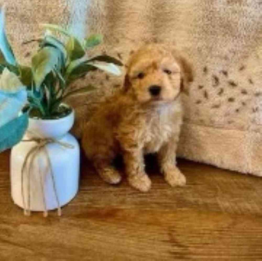 Male Poodle Toy Puppy for Sale in Virginia Beach, VA