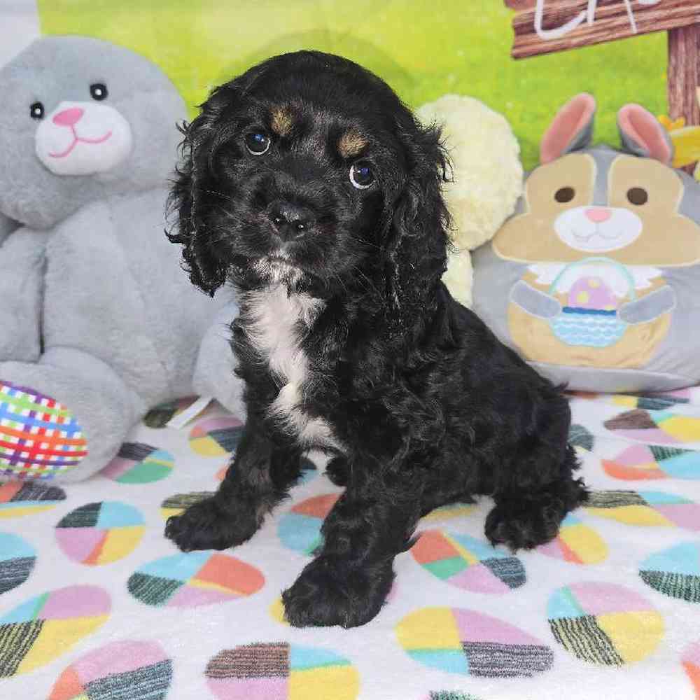 Male Cocker Spaniel Puppy for Sale in Virginia Beach, VA