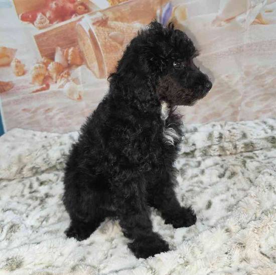 Poodle