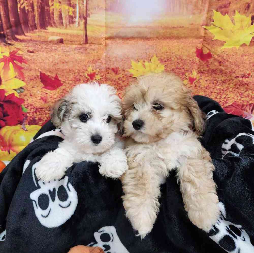 Male Bichonpoo Puppy for Sale in Virginia Beach, VA