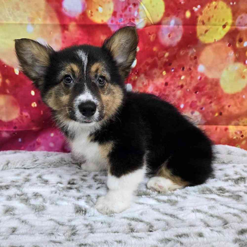 Male Pembroke Welsh Corgi Puppy for Sale in Virginia Beach, VA