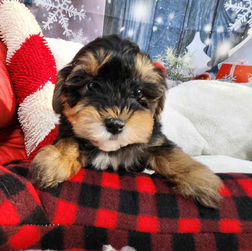 Male Morkie Puppy for Sale in Virginia Beach, VA