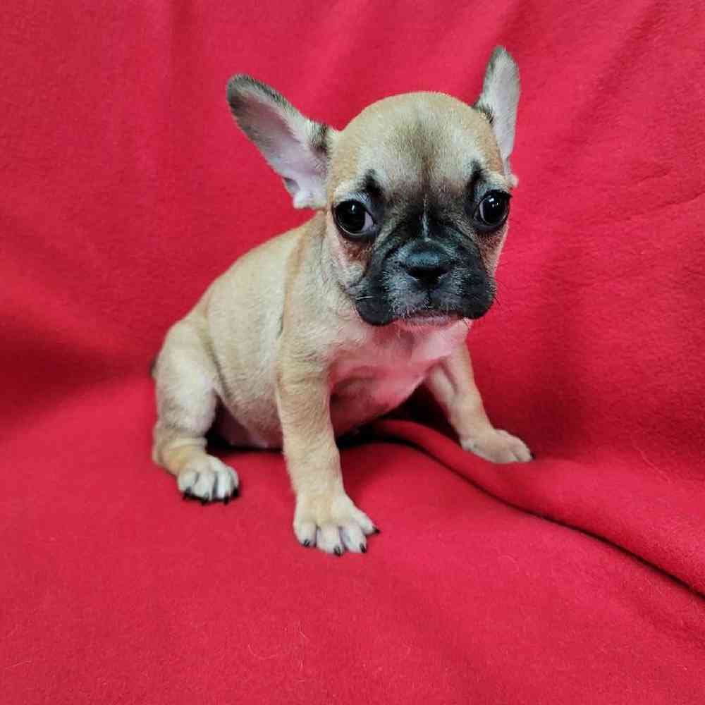 Female French Bulldog Puppy for Sale in Virginia Beach, VA